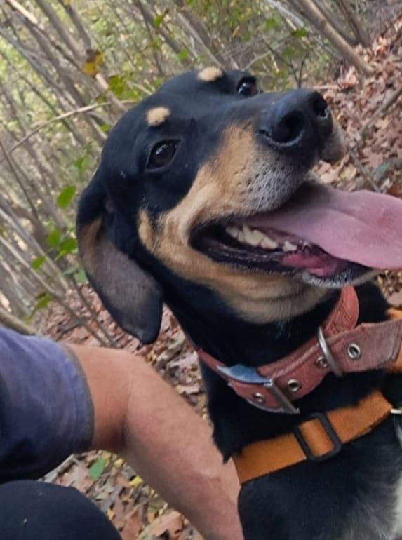 Skylar, una splendida simil segugia Foto 8